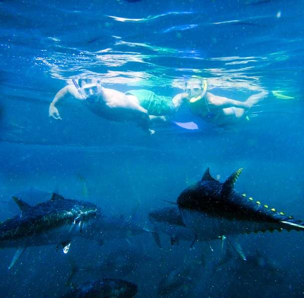 Swimming With Tuna
