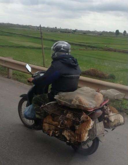 Cat Man | Vietnam Travel Blog | The Cat Man From Vietnam - 'Pet' Transport! | Cat Man, Masters Of Transport And Logistics, Motorcycle Vietnam, Pet Transport, Travelling In Vietnam, Vietnam Pictures | Author: Anthony Bianco - The Travel Tart Blog