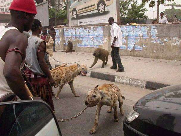 Dog Whisperer