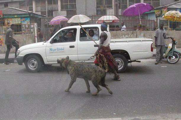 How To Walk A Dog | African Animals | How To Walk A Dog With A Leash - In Nigeria! | African Animals | Author: Anthony Bianco - The Travel Tart Blog