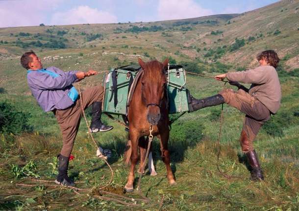 How To Load A Horse