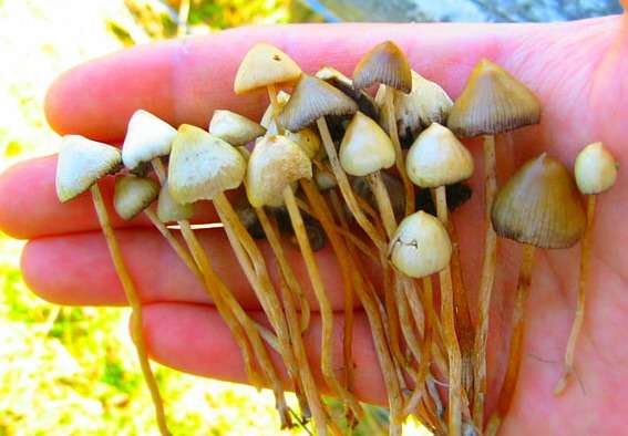 Magic Mushrooms