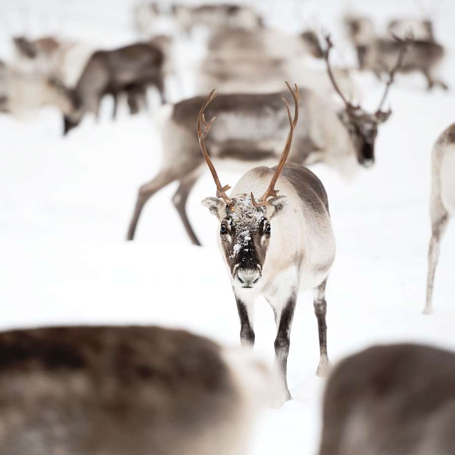 Reindeer Herd