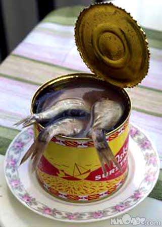Canned Fish - Surströmming From Northern Sweden
