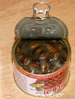 Canned Something - Cockroahes?