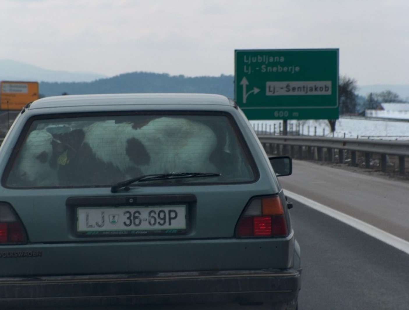 Cow Inside Car