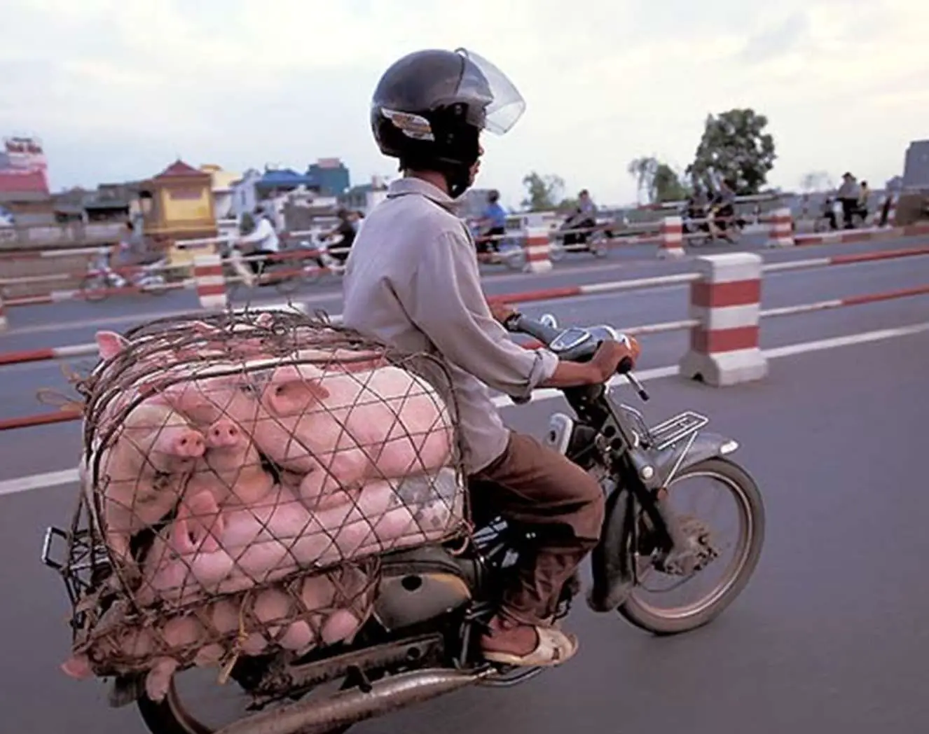 Transporting Pigs In Vietnam By Scooter