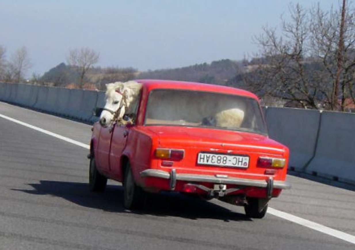 Transporting Pony By Car