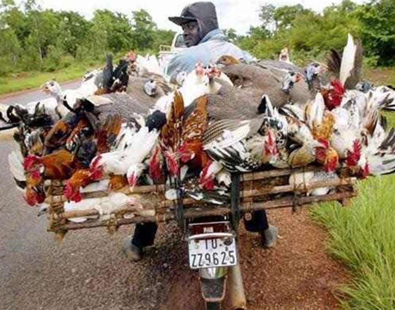 Transporting Poultry By Motorbike