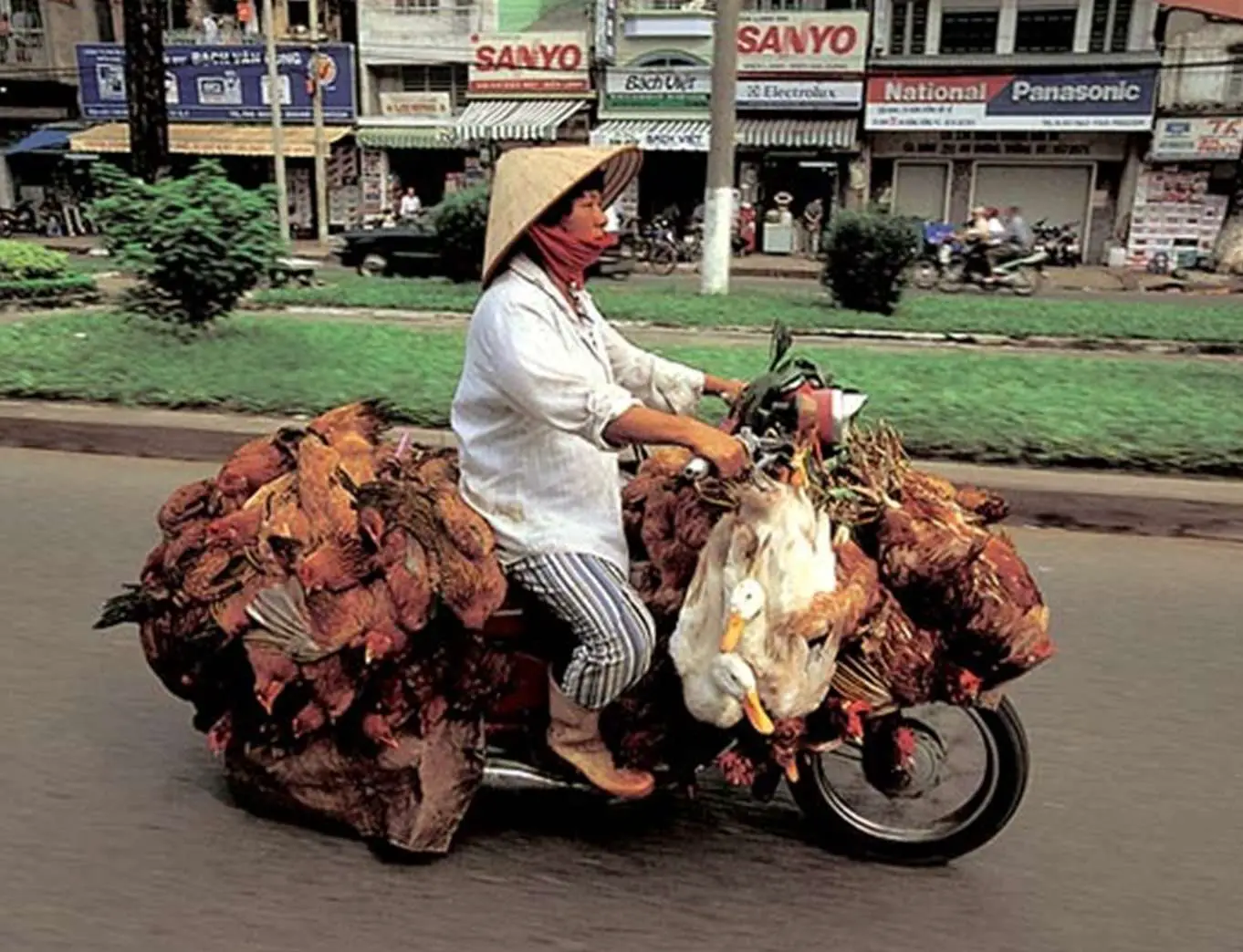 Scooter And Chickens