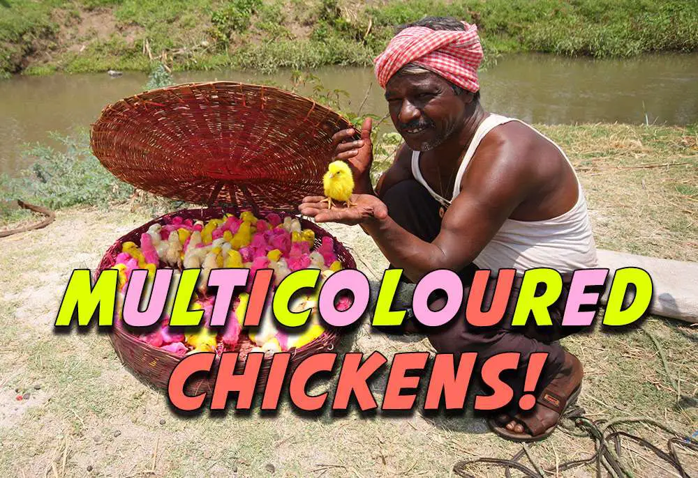 Chickens For Sale | India Travel Blog | Chickens For Sale. The Multicoloured Variety! | India Travel Blog | Author: Anthony Bianco - The Travel Tart Blog