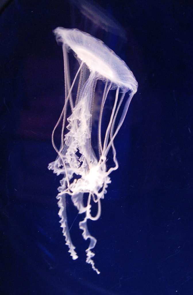 Phylum Cnidaria