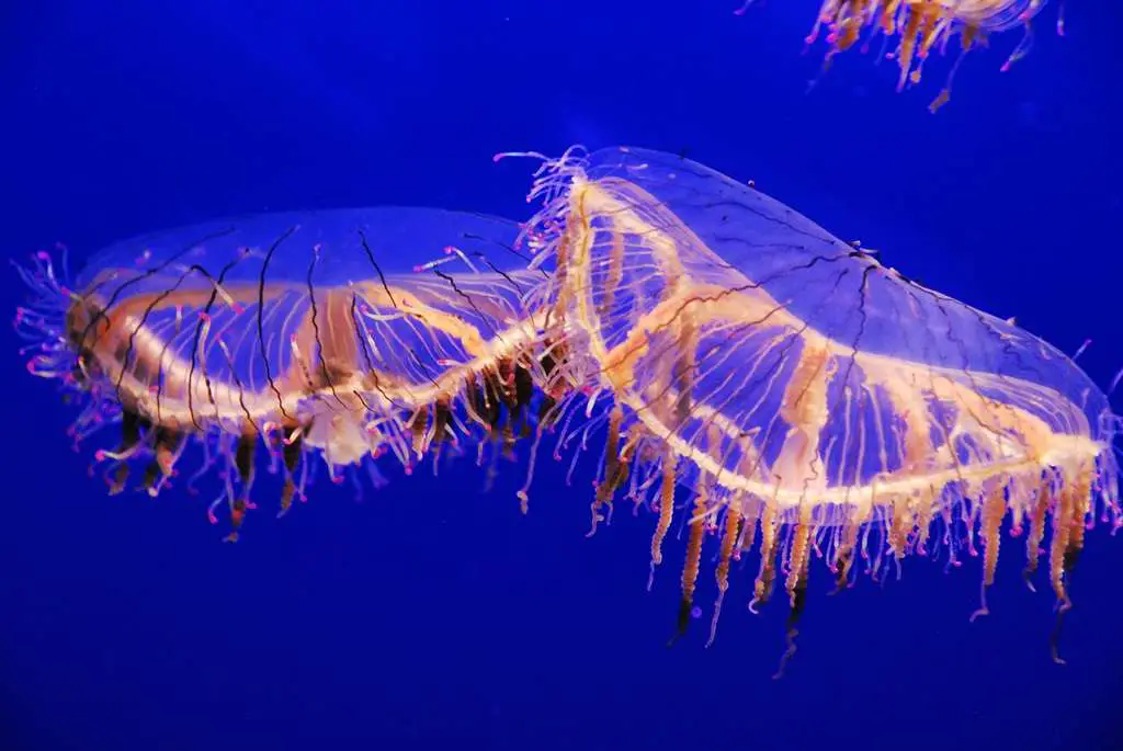 Jellyfish Photos