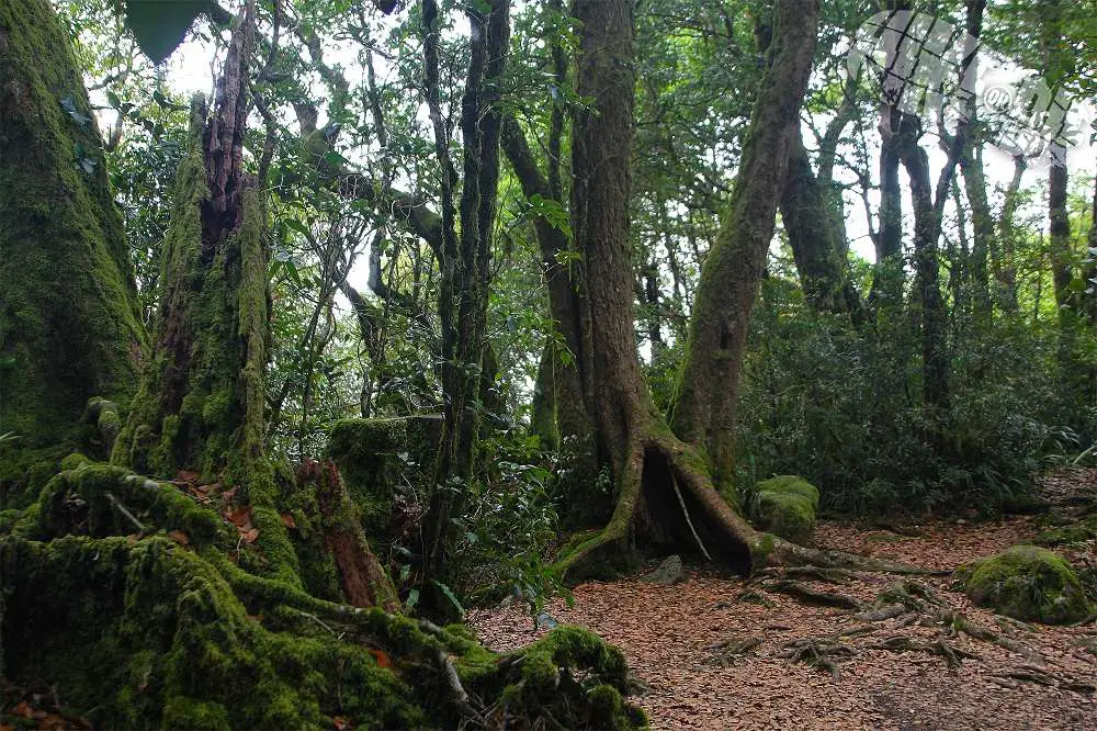 Rainforest Hiking