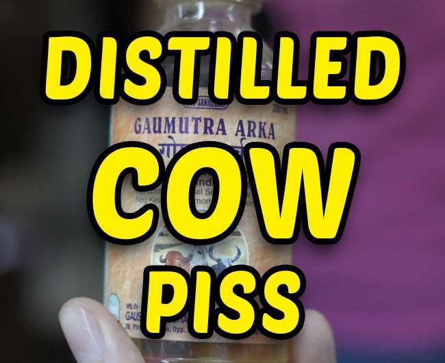 Taking The Piss | Asia Travel Blog | Taking The Piss - Distilled Cow Urine. Yummo | Asia Travel Blog | Author: Anthony Bianco - The Travel Tart Blog