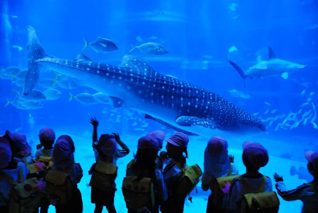 Worlds Biggest Fish | Japan Travel Blog | Like Big Fish? There'S An Aquarium For That! | Big Fish, Biggest Fish In The World, Japan, Osaka Aquarium, Whale Shark | Author: Anthony Bianco - The Travel Tart Blog