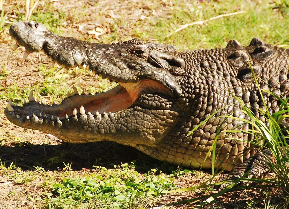 Saltwater Crocodiles