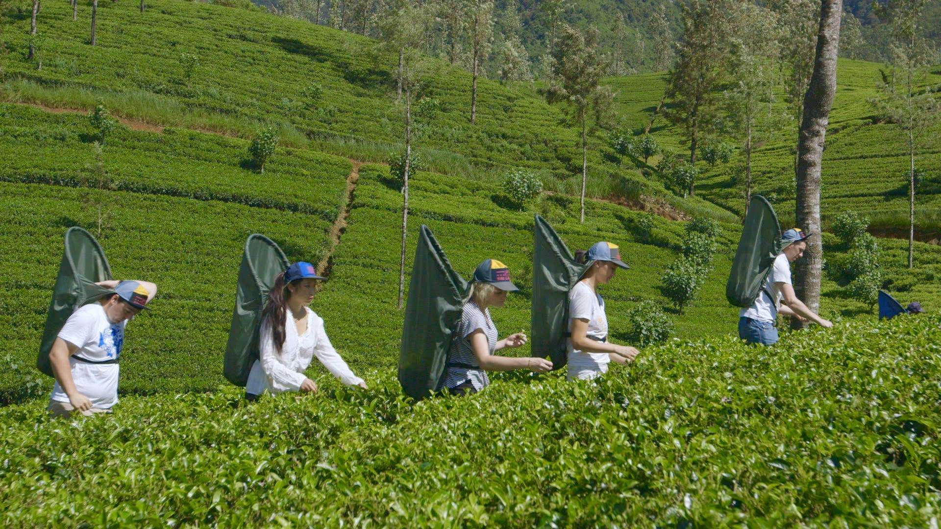 Tea Picking Sri Lanka