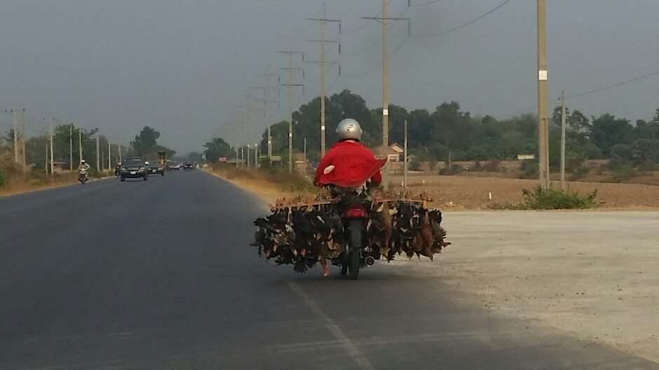 Spring Chickens Cambodian Food | Masters Of Transport And Logistics | Spring Chickens - The Cambodian Food Option... | Masters Of Transport And Logistics | Author: Anthony Bianco - The Travel Tart Blog