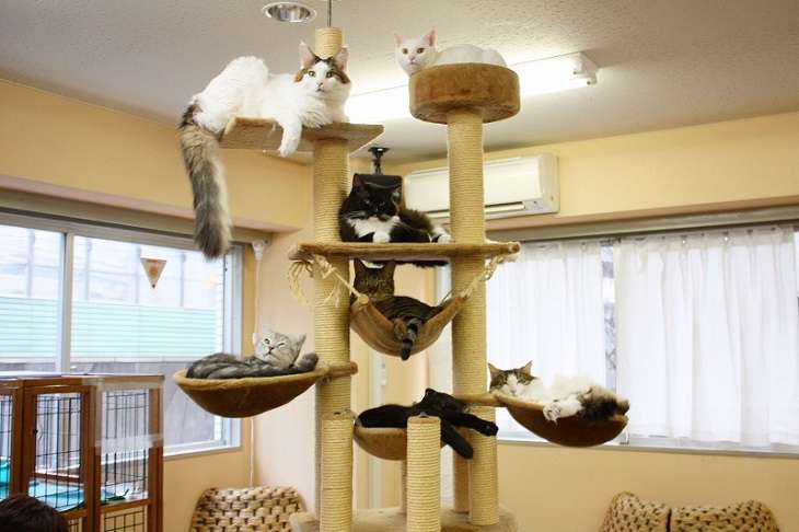 Nekorobi-Cat-Cafe-Japan