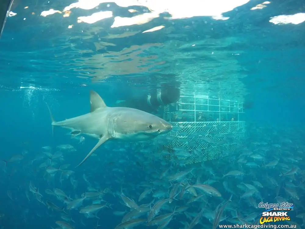 Apex Marine Predators | Australia Travel Blog | Great White Shark Cage Diving In South Australia. Wear The Brown Underpants! | Apex Predators, Calypso Star Charters, Great White Shark, Neptune Island, Port Lincoln, Shark Cage Diving, Shark Diving Australia, South Australia, White Pointers | Author: Anthony Bianco - The Travel Tart Blog