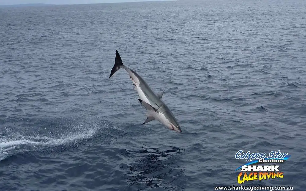 Breaching-Great-White-Shark