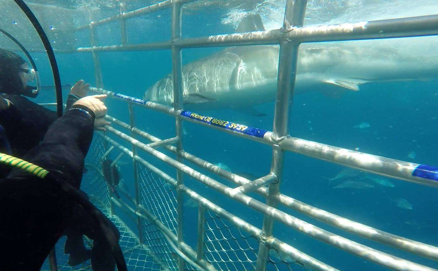 Diving-With-Great-White-Sharks