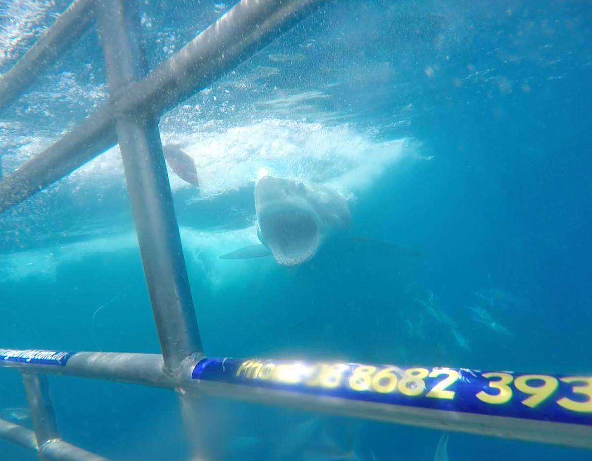 Great White Shark Cage Diving In Australia | Australia Travel Blog | Great White Shark Cage Diving In South Australia. Wear The Brown Underpants! | Australia Travel Blog | Author: Anthony Bianco - The Travel Tart Blog