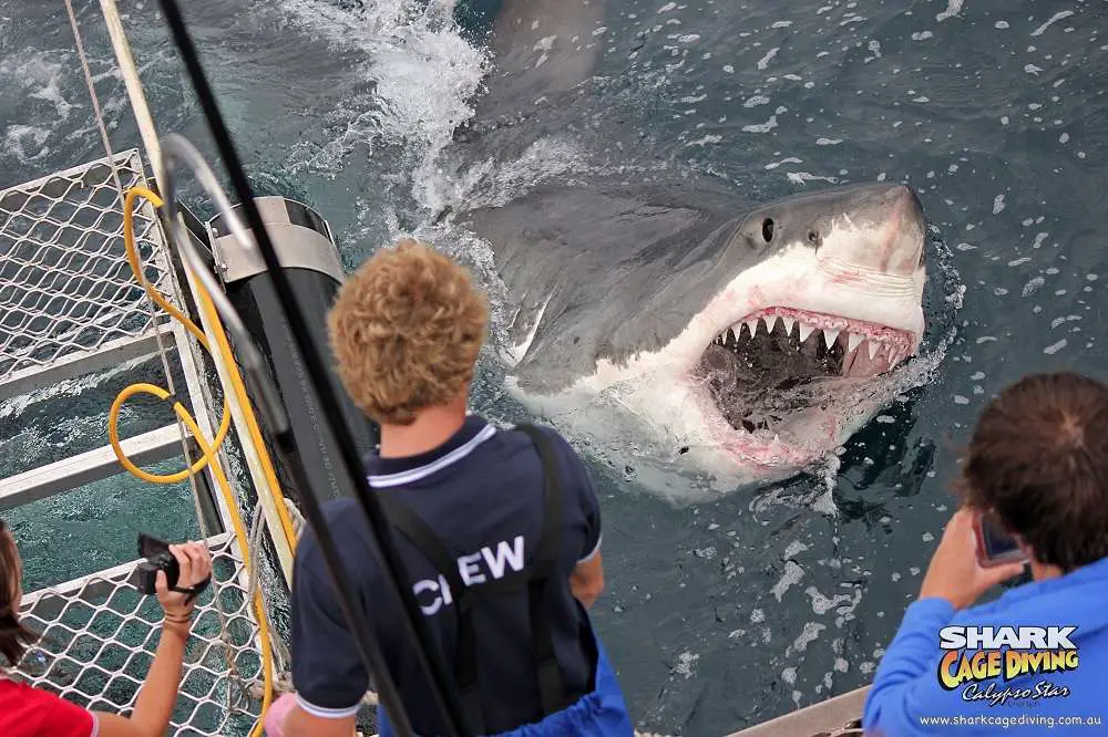 Jaws-Of-Great-White-Shark