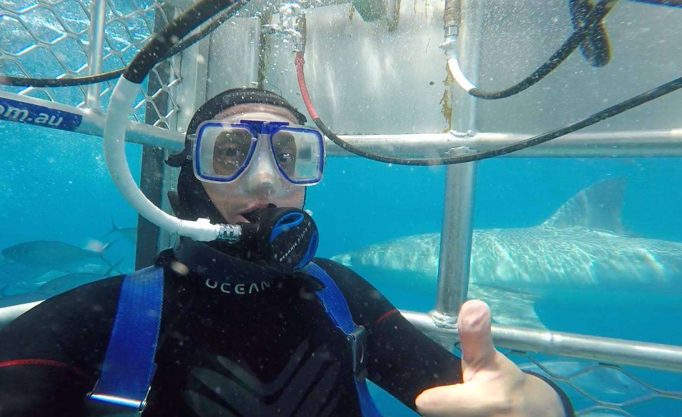 Shark Cage Diving In South Australia