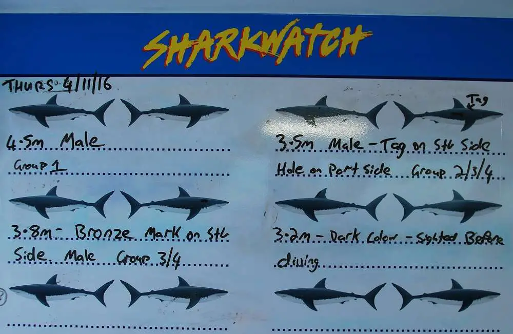 Shark-Watch