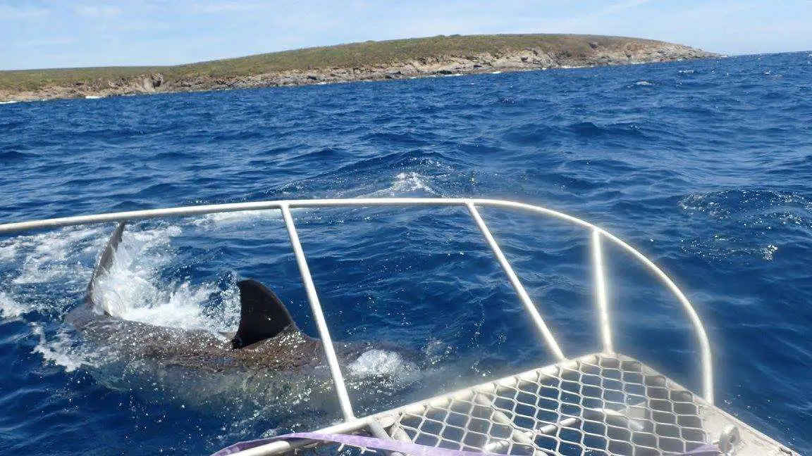 Sharks-In-South-Australia