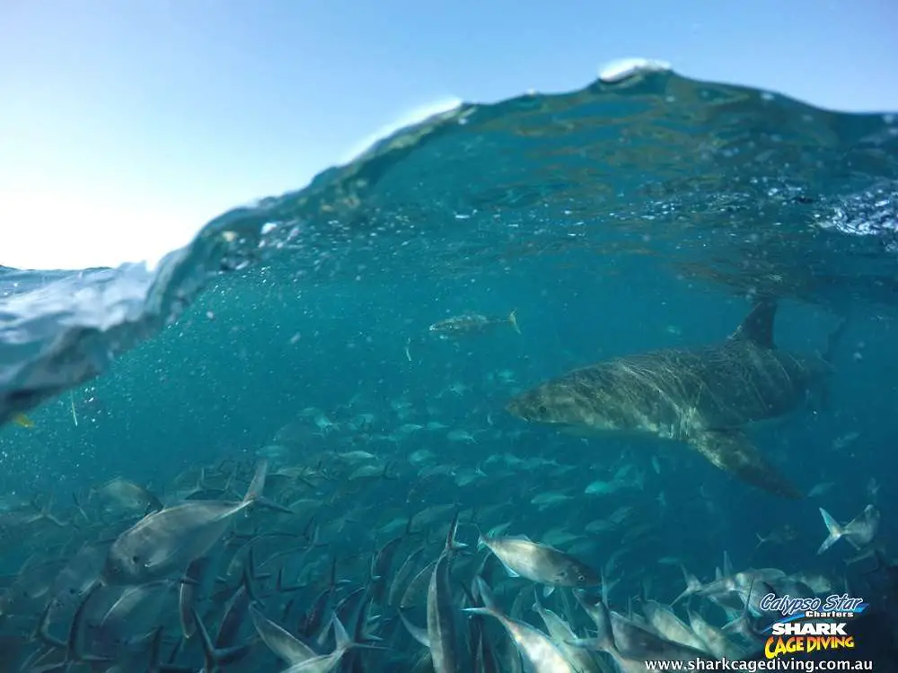 Underwater Shots | Australia Travel Blog | Great White Shark Cage Diving In South Australia. Wear The Brown Underpants! | Apex Predators, Calypso Star Charters, Great White Shark, Neptune Island, Port Lincoln, Shark Cage Diving, Shark Diving Australia, South Australia, White Pointers | Author: Anthony Bianco - The Travel Tart Blog