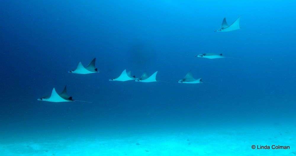 Mobula Manta Rays Gizo Solomon Islands | Solomon Islands Travel Blog | Solomon Islands Diving And Snorkelling Photos To Get You Wet! | Solomon Islands Travel Blog | Author: Anthony Bianco - The Travel Tart Blog