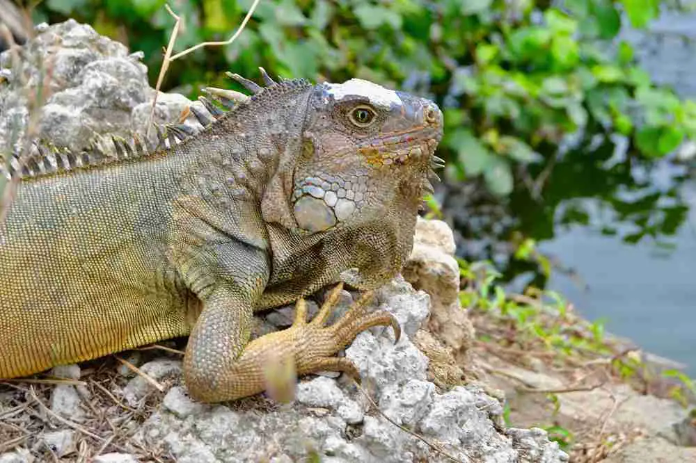 Iguana In Guayaquil | Ecuador Travel Blog | Ecuador Travel Guide And Tips - How To Survive Your First Week! | Ecuador Travel Blog | Author: Anthony Bianco - The Travel Tart Blog