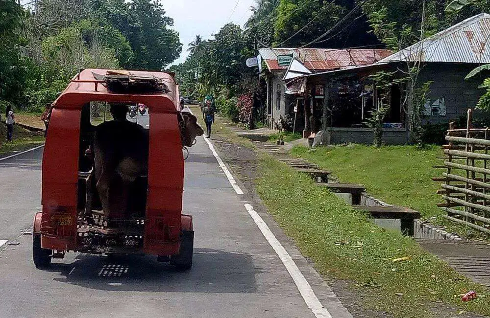 Cattle Cow Bovine Transport | Philippines Travel Blog | Cow Transport! Via A Philippines Tricycle! | Philippines Travel Blog | Author: Anthony Bianco - The Travel Tart Blog