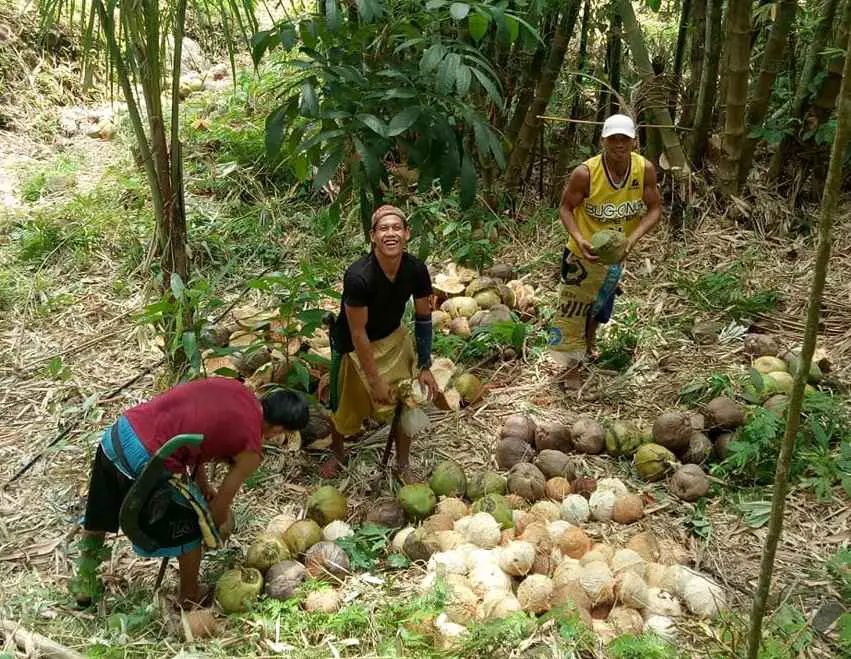 Copra Dehusked Coconut Harvesting | Philippines Travel Blog | Copra - How To Harvest And De Husk 960 Coconuts In 4 Hours! | Philippines Travel Blog | Author: Anthony Bianco - The Travel Tart Blog