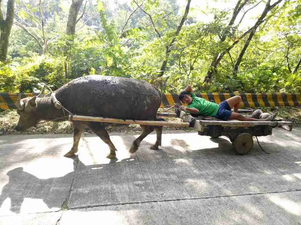Water Buffalo Transport | Philippines | Water Buffalo Transport. Zero To 1 Km/Hr In 10 Hours! | Philippines | Author: Anthony Bianco - The Travel Tart Blog