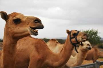 Camel Facts Dromedary | United Arab Emirates Travel Blog | Camel Information! | United Arab Emirates Travel Blog | Author: Anthony Bianco - The Travel Tart Blog