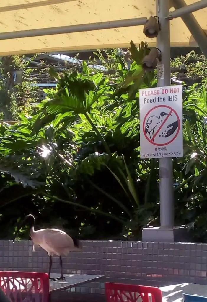 Don't feed the ibis Bin Chickens