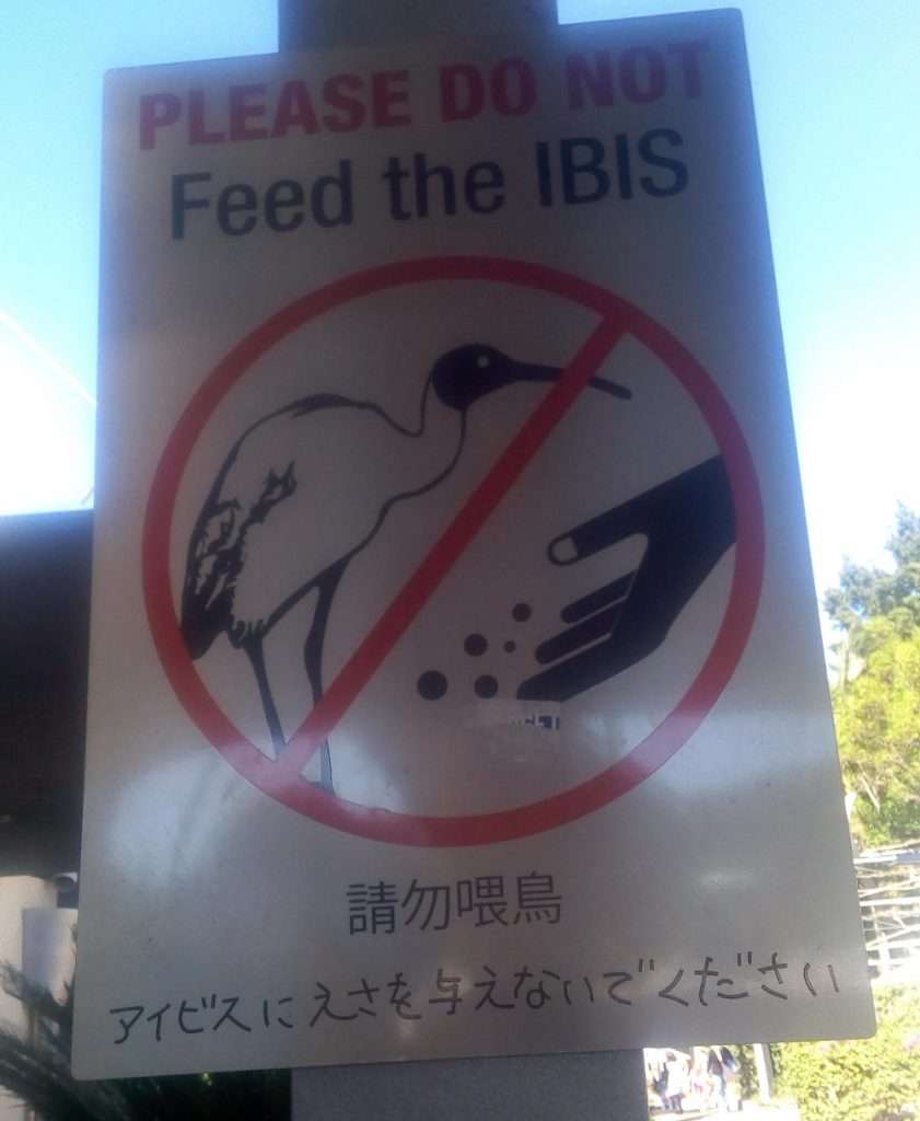 Bin Chickens In Australia