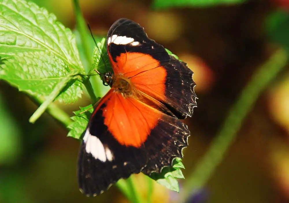 Australian Butterflies