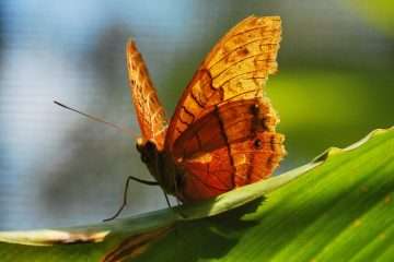 Australian Butterfly Sanctuary Cairns | Australia | Butterfly Sanctuary Etiquette - The No Selfie Stick Sign! | Australia | Author: Anthony Bianco - The Travel Tart Blog