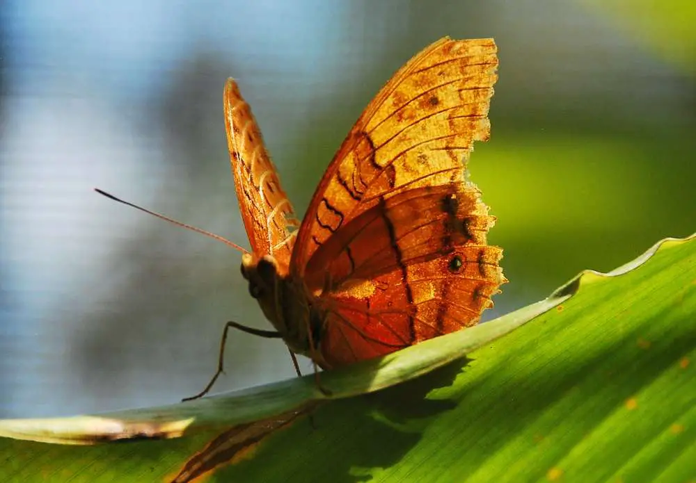 Australian Butterfly Sanctuary Cairns | Far North Queensland | Butterfly Sanctuary Etiquette - The No Selfie Stick Sign! | Far North Queensland | Author: Anthony Bianco - The Travel Tart Blog