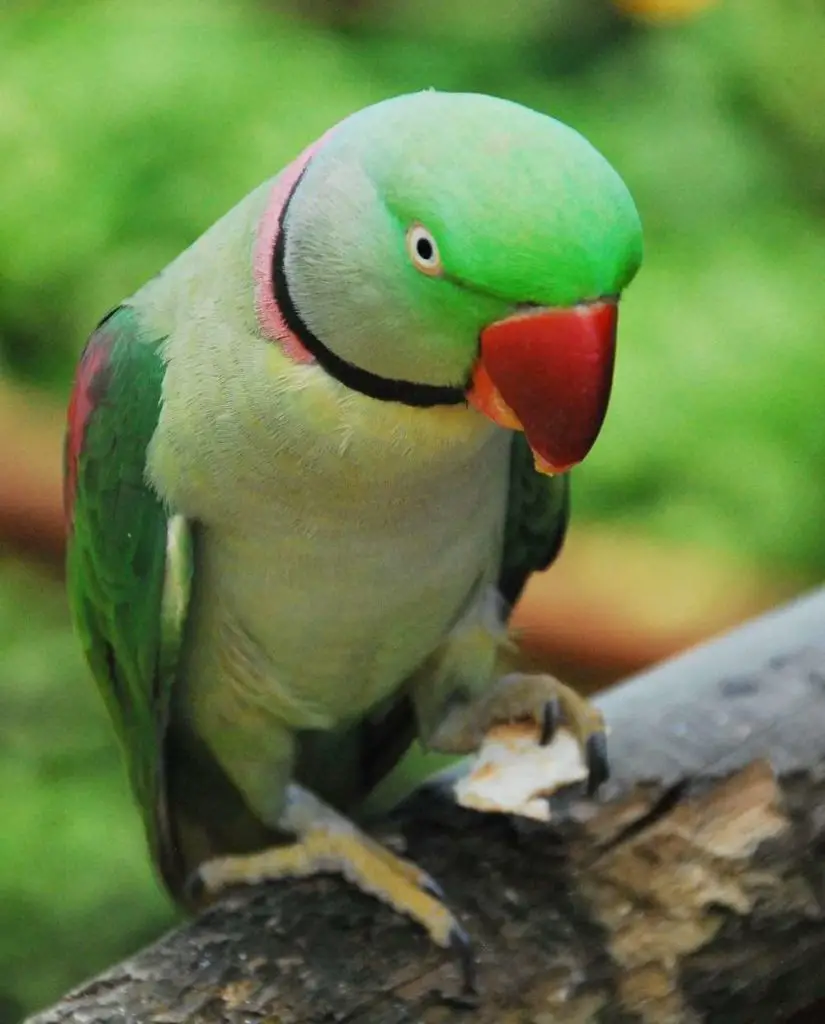 Bird World Kuranda