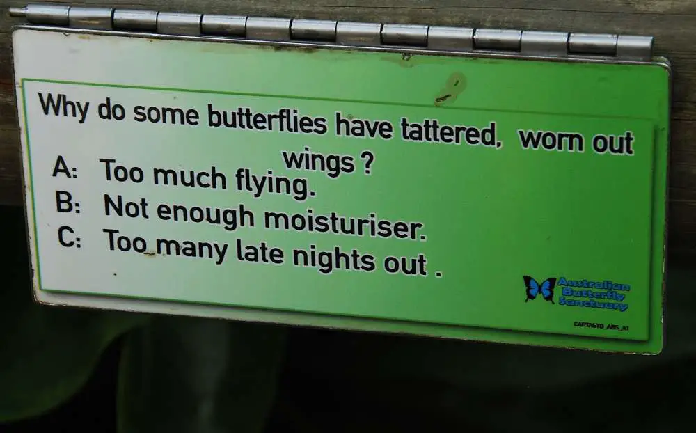 Butterfly Facts