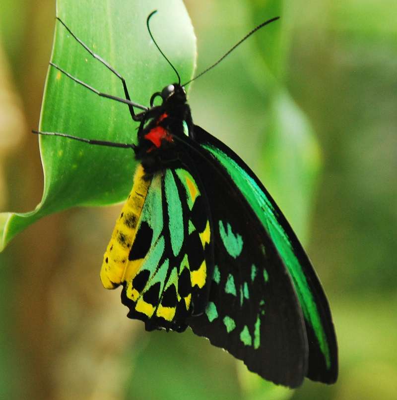 Butterfly Life Cycle