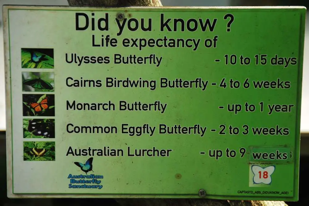 Life Expectancy Of Butterflies