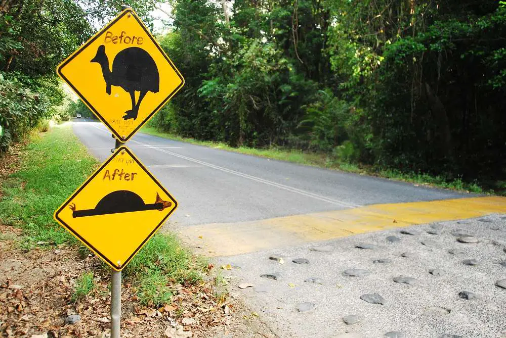 Cassowary Crossing Cape Tribulation