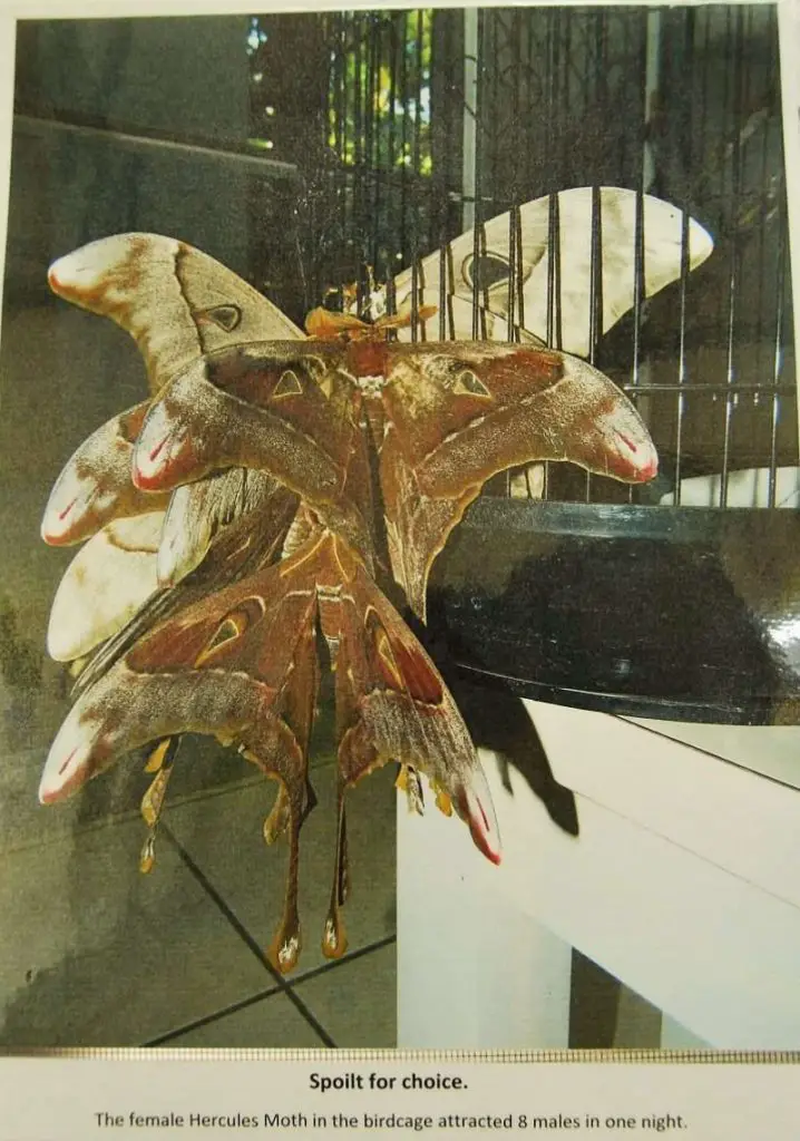 Hercules Moth - World's Largest Moth